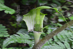 Arisaema leschenaultii
